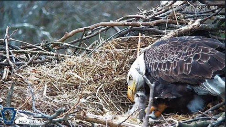 First eaglet hatches in PA Farm Country Nest