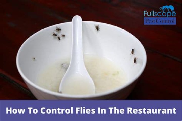 	Flies ‘landing on unwashed onions’: Five South Florida restaurants temporarily ordered shut	
