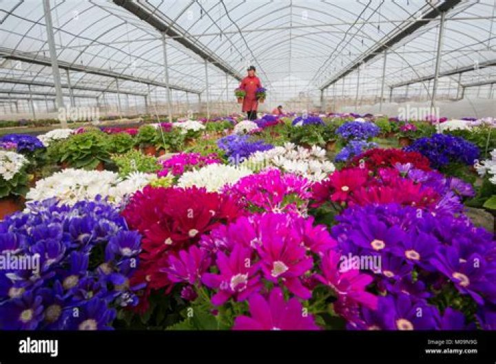Flowers blossom on Great Cold solar term - Xinhua