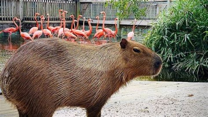 	Gatorland: Capybara Encounter now available	