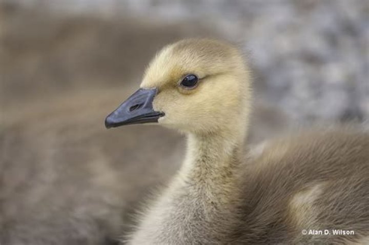 	Geese end up dead in a Miramar lake, angering neighbors	