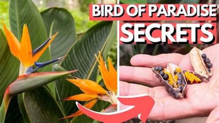 	GETTING BIRD OF PARADISE TO BLOOM; KILLING CARPET GRASS	