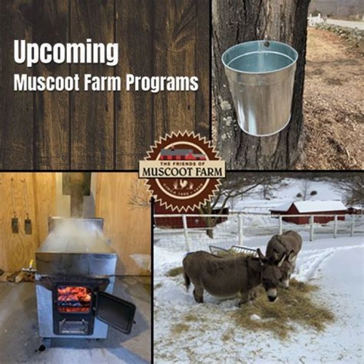 Groundhog Day at Muscoot Farm | Macaroni KID Armonk - Chappaqua - Mount Kisco