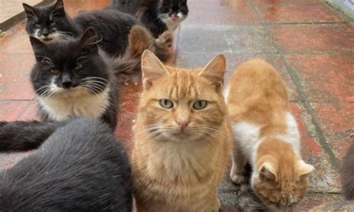 Growing feral cat colony sparks wildlife concerns on remote island | National