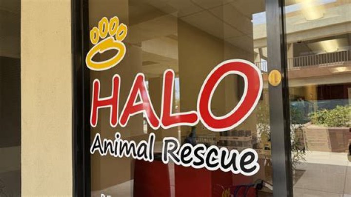 HALO Animal Rescue vandalized for a 2nd time in a month