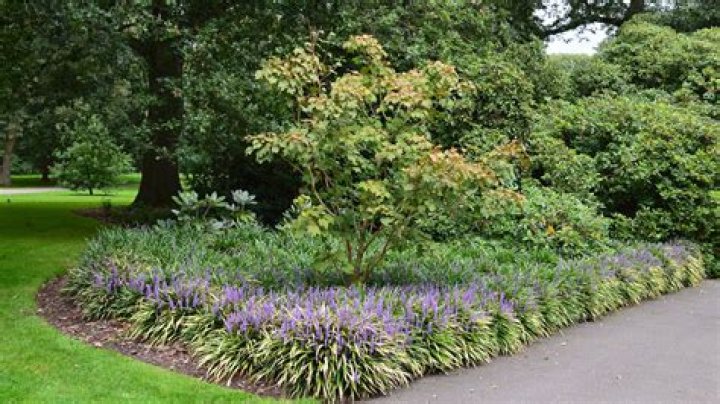 	HAVE A FICUS TREE? GET RID OF IT FAST; LIRIOPE IS SENSITIVE TO TOO MUCH WATER	