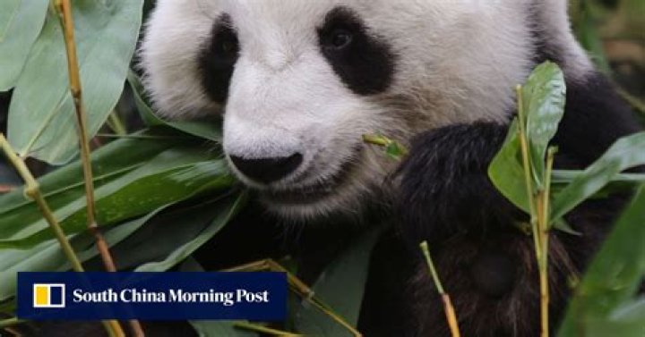 How Hong Kong’s Ocean Park keeps the bamboo farm-fresh for picky pandas