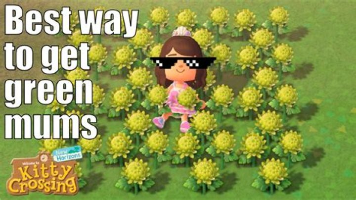 How to Get Green Mums in ACNH