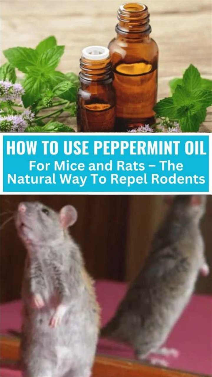 	How to use peppermint oil to keep mice away	