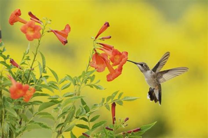 	Hummingbird tree likes full sun	