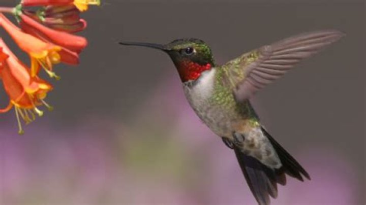 Hummingbirds make return to Pennsylvania