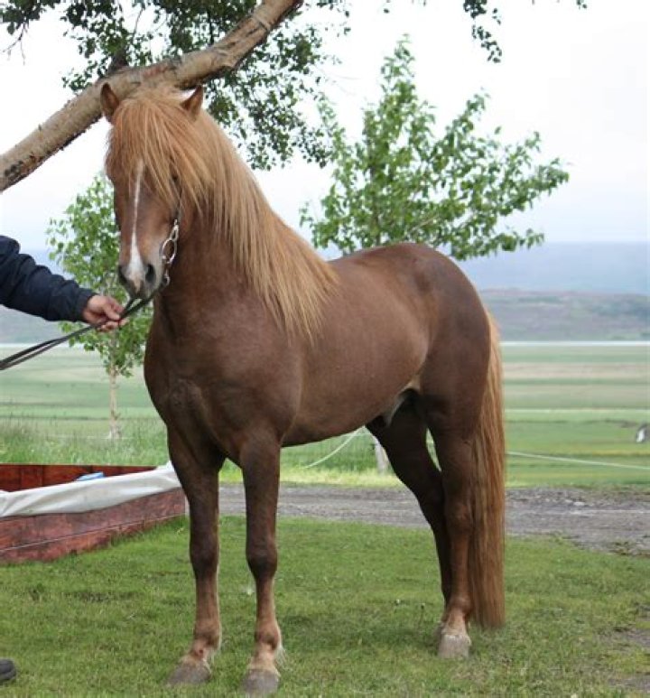 Icelandic Breeding Visa: A Comprehensive Guide For Aspiring Breeders