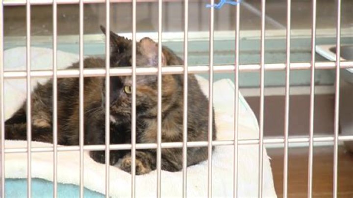 Increase in abandoned pets, animal cruelty cases prompts Centre County to hire humane officer