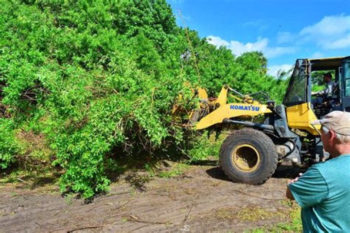 	Invasive plant clearing continues at Ocean Strand Park	