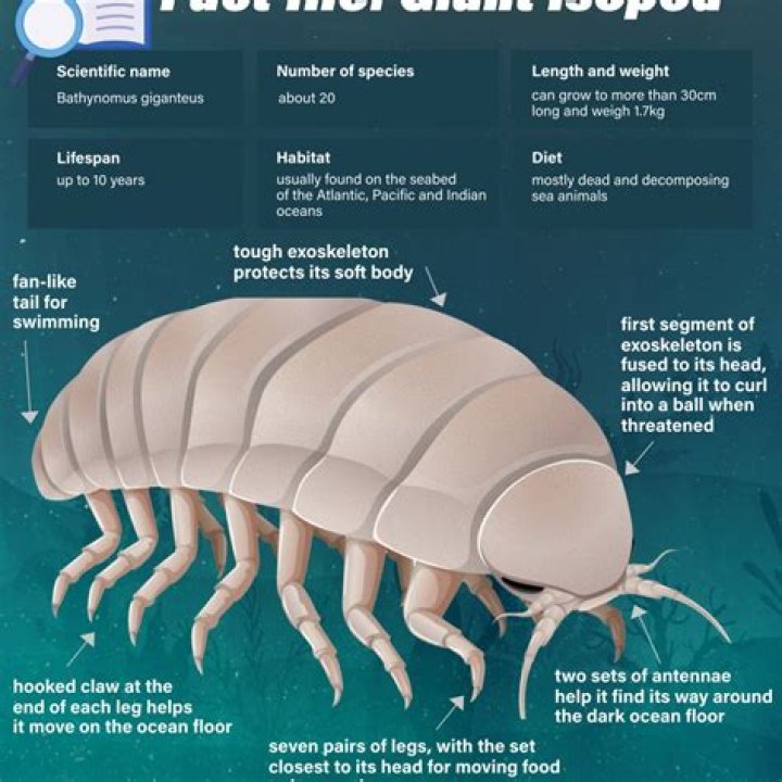 Is giant isopod the next big ramen topping? Everything you need to know about these deep-sea creatures - YP