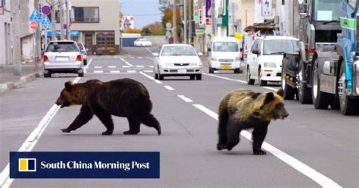 Japan’s bears in ‘bad mood’ and hungry as attacks on humans surge