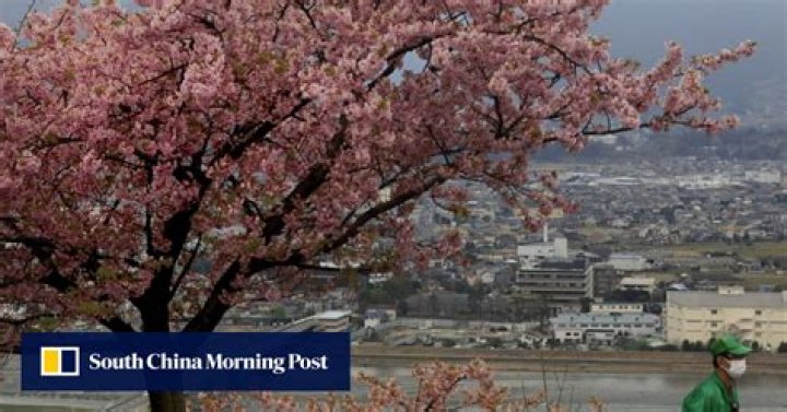 Japan’s cherry blossoms under threat from hungry rats who can’t find acorns in its southern islands