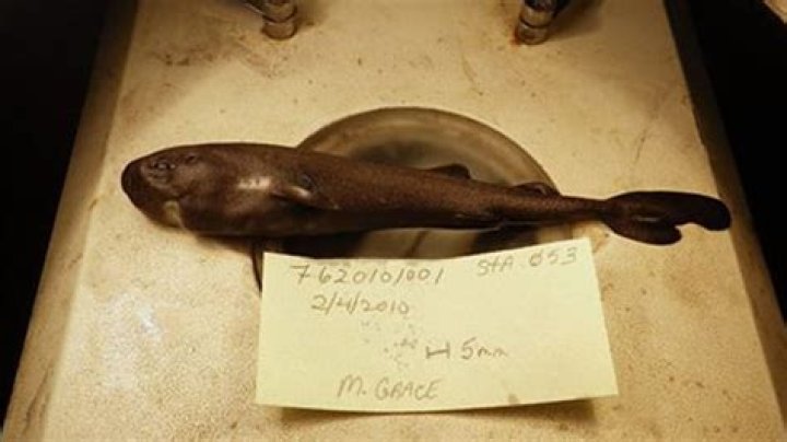 Jaws meets kangaroo? Rare pocket shark found off US coast