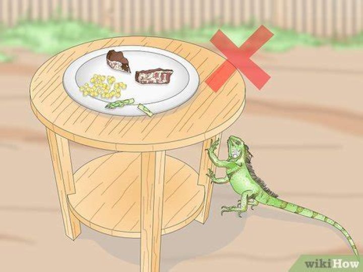 	Keep out: How to stop iguanas from invading your yard	