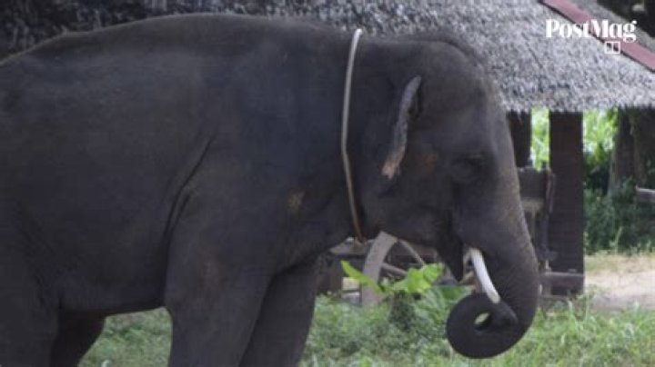 Koh Samui elephant park opens two weeks after British tourist trampled to death