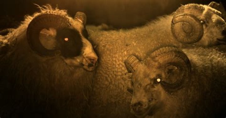 Lamb director threw Noomi Rapace into a live sheep birth on day 1