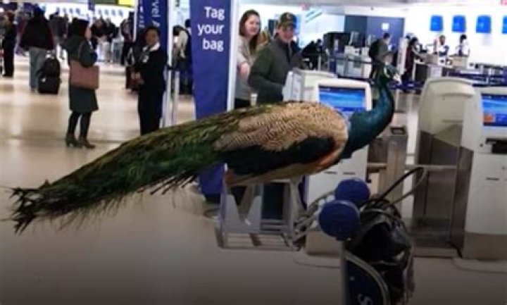 	Leave your emotional support peacock at home: Southwest rolls out new service animal policy	
