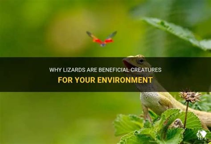 	LIZARDS ARE BENEFICIAL	