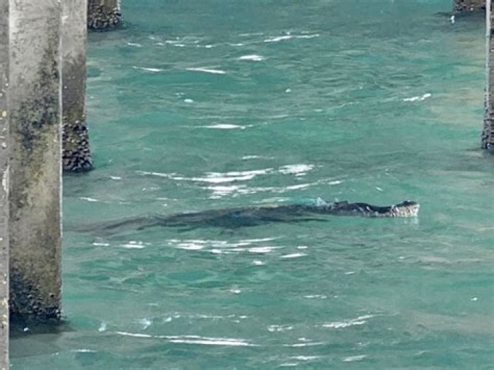 
Local News |	Beachgoers surprised to spot crocodile swimming by Pompano Beach pier	