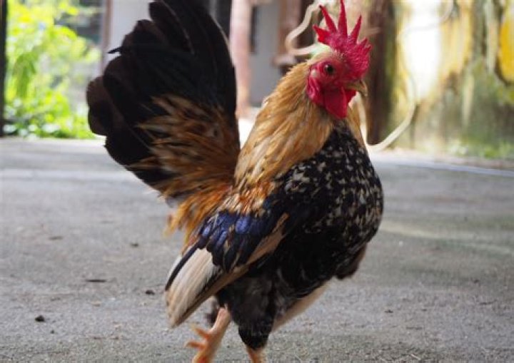 Malaysia's serama chicken breed, a prized pet, is spreading its wings