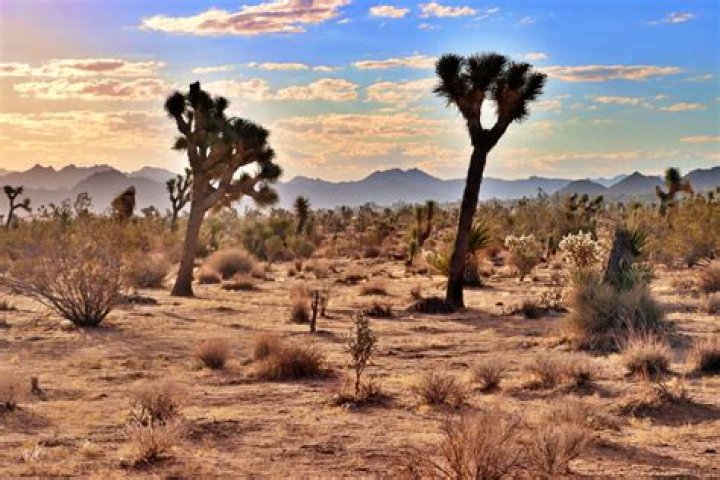 Mandy Herbster Obituary Palm Desert California, Mandy Herbster Has Died -Death