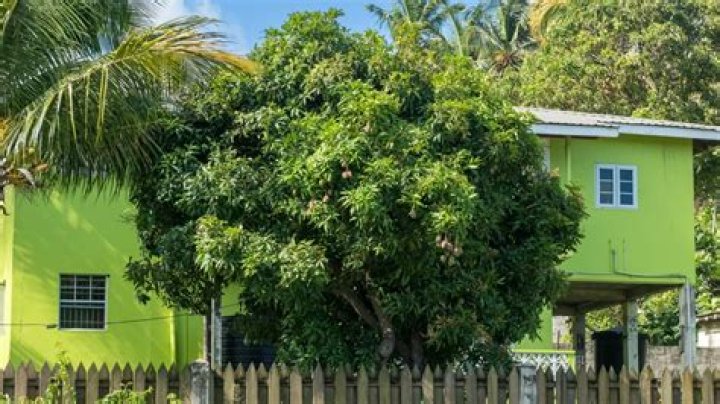 	Mango: A perfect tree for South Florida	