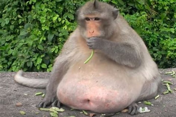 Meet ‘Uncle Fat’, the chunky monkey now on a crash diet after gorging on junk food