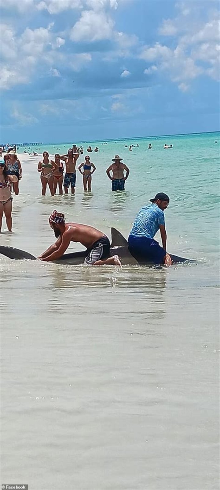 Men ride Panama City beach shark, leaving netizens enraged