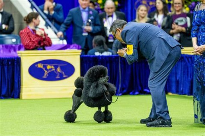Miniature poodle named Sage wins at Westminster in handler's final show