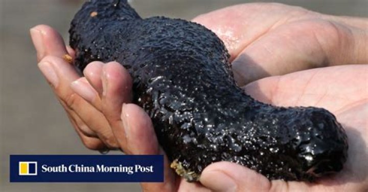 More valuable than gold, but not for long: genetically-modified sea cucumbers headed to China's dinner tables