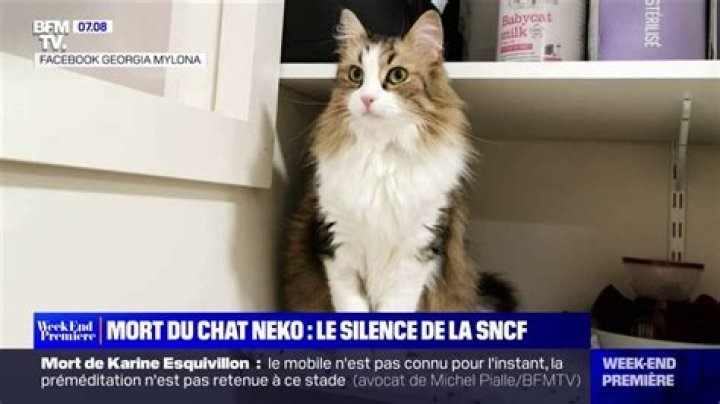 Mort Du Chat Neko