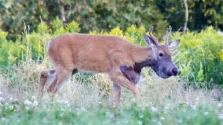 Mysterious purple deer in Cape Elizabeth put down