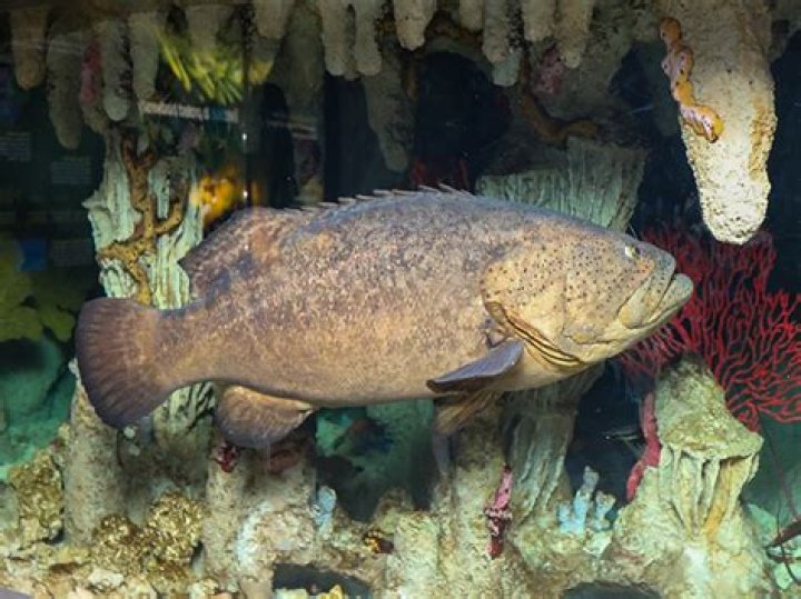 	NEW NAME FITS GOLIATH GROUPER	