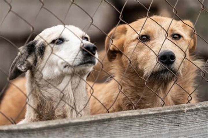 	No-kill dog shelter needs rescue from coronavirus woes	