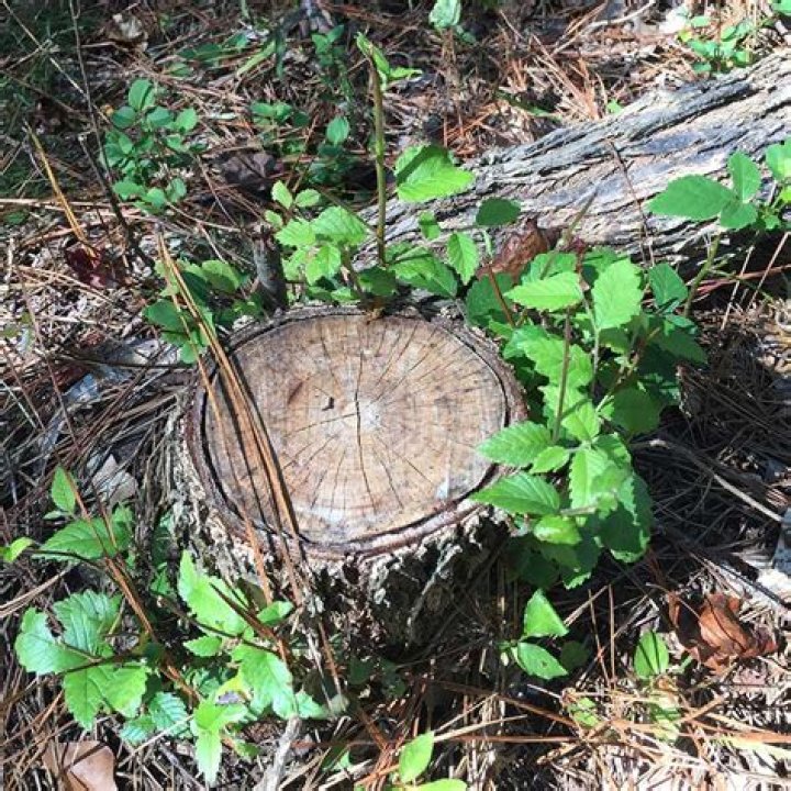 No longer stumped: mineral stumps provide white-tailed deer nutrition