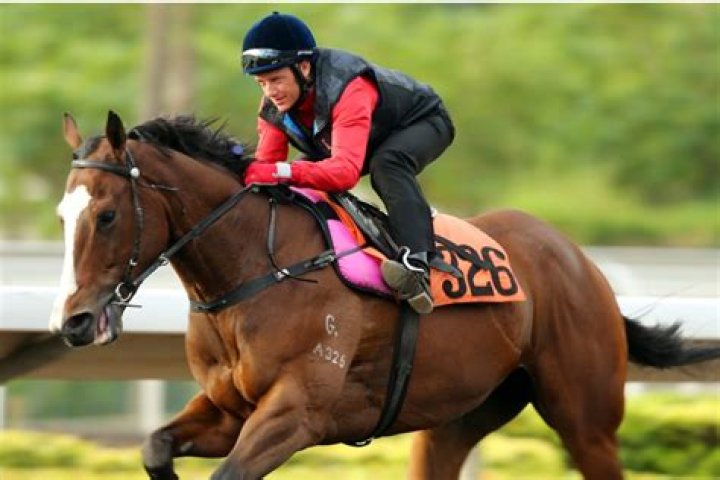 NOBLE STEED (A326) 威進駒 | Horses | HK Racing