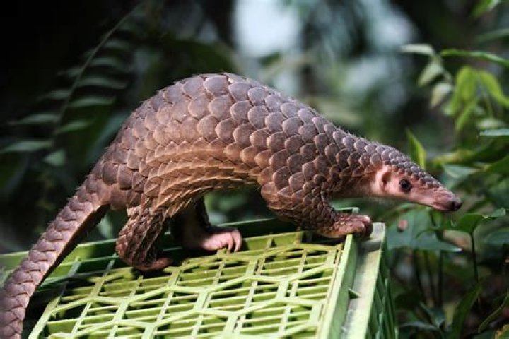 Opinion | How the Chinese legend of pangolins came true – but in a terrible way
