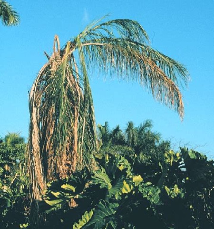 	Palm tree disease can pose danger from the inside out	
