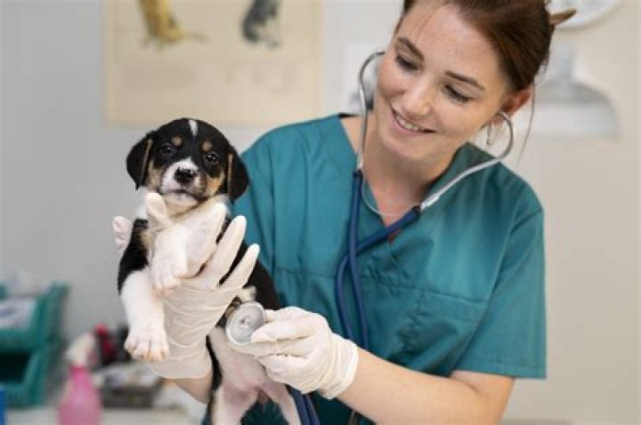 Pam Adkisson: A Comprehensive Look At Her Journey As A Veterinarian