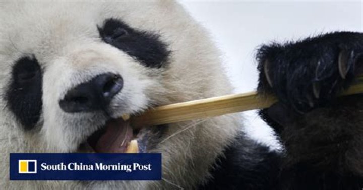 Panda patriarch Gao Gao returns to China from US, his breeding work complete