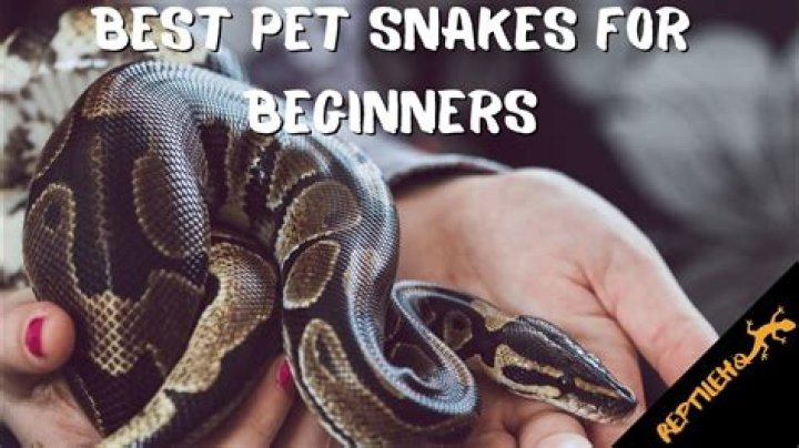 Perfect pet snakes for beginners