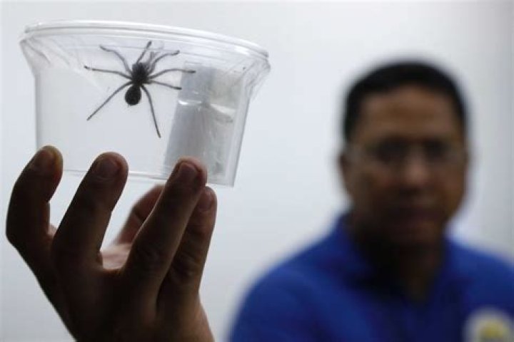 Philippine Customs seize 757 live venomous spiders from Poland - Xinhua
