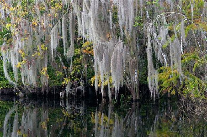 	Pictures: Plants in the Everglades	