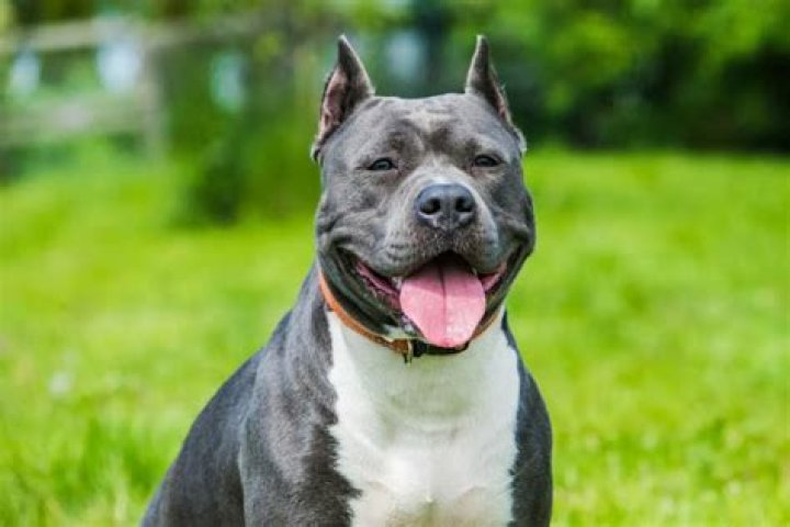 Pitbull Vermögen