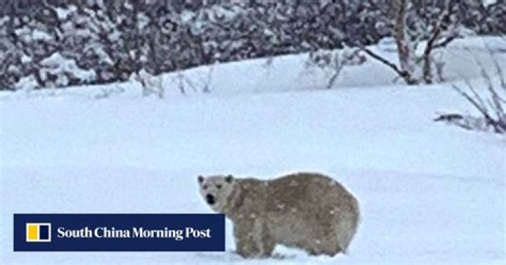 Polar bear ventures into Quebec, Canada prompting officials to warn residents